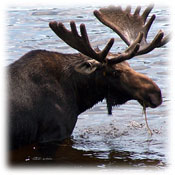 Moose Safari Maine